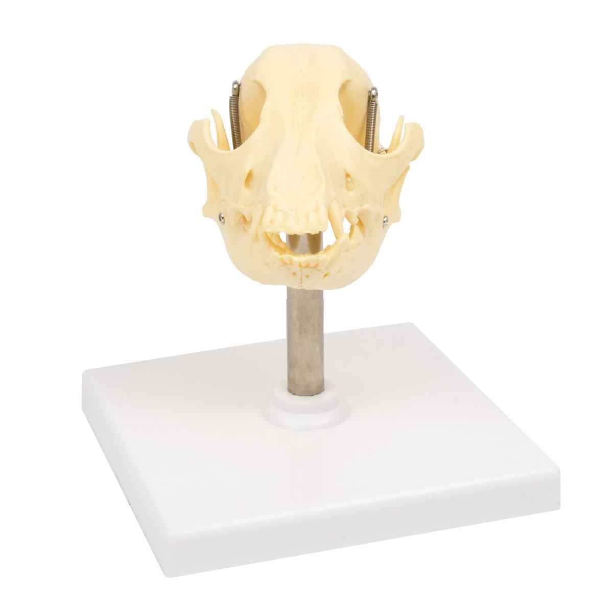Canine Skull