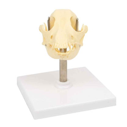Canine Skull
