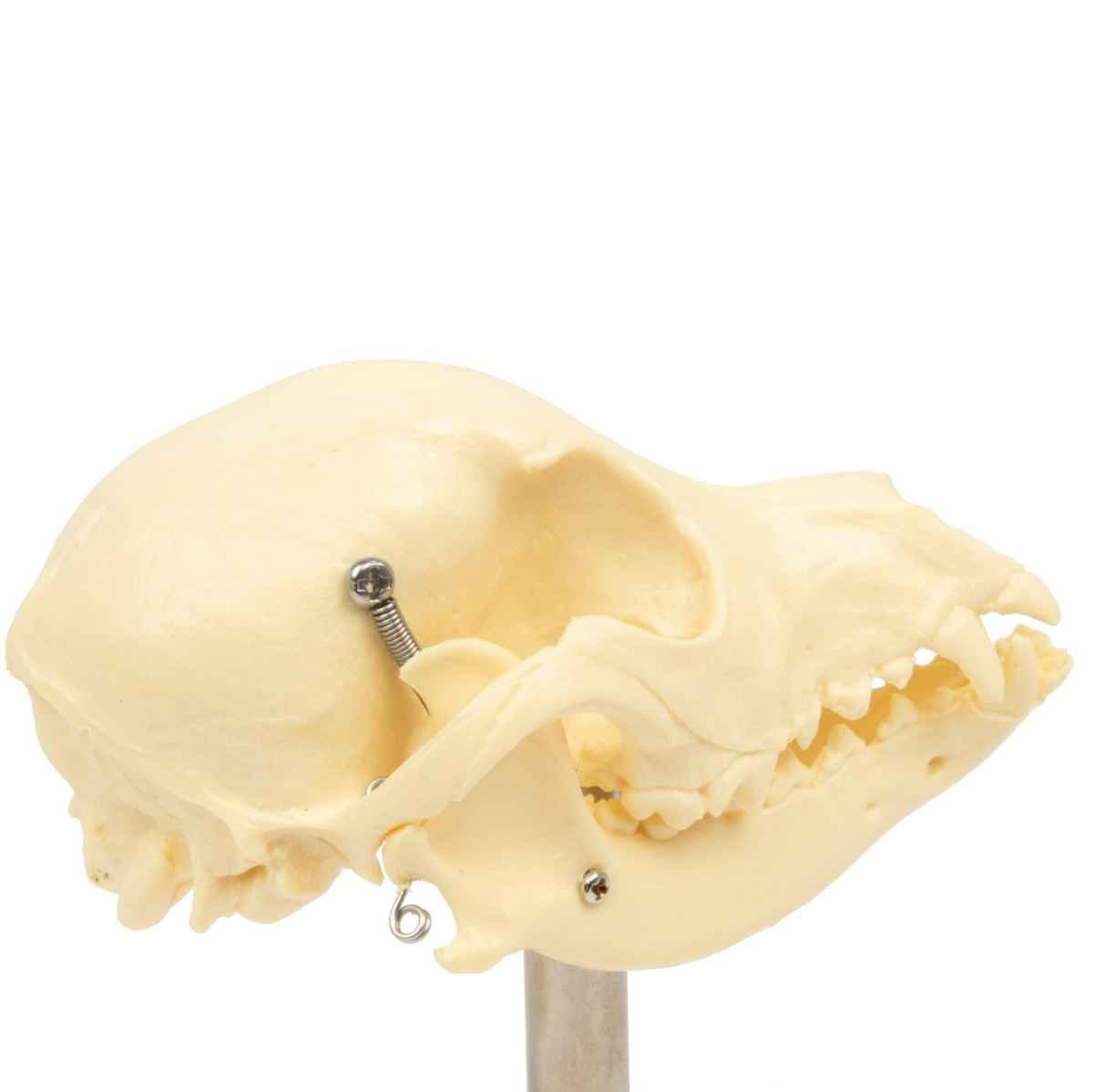Canine Skull