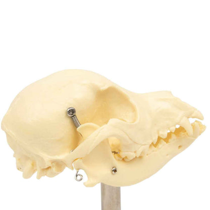 Canine Skull