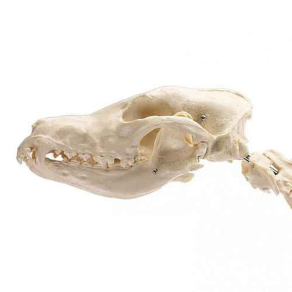 Canine Skeleton Model