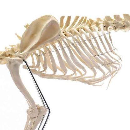 Canine Skeleton Model