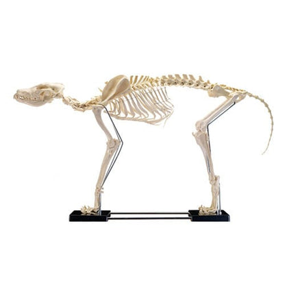 Canine Skeleton Model