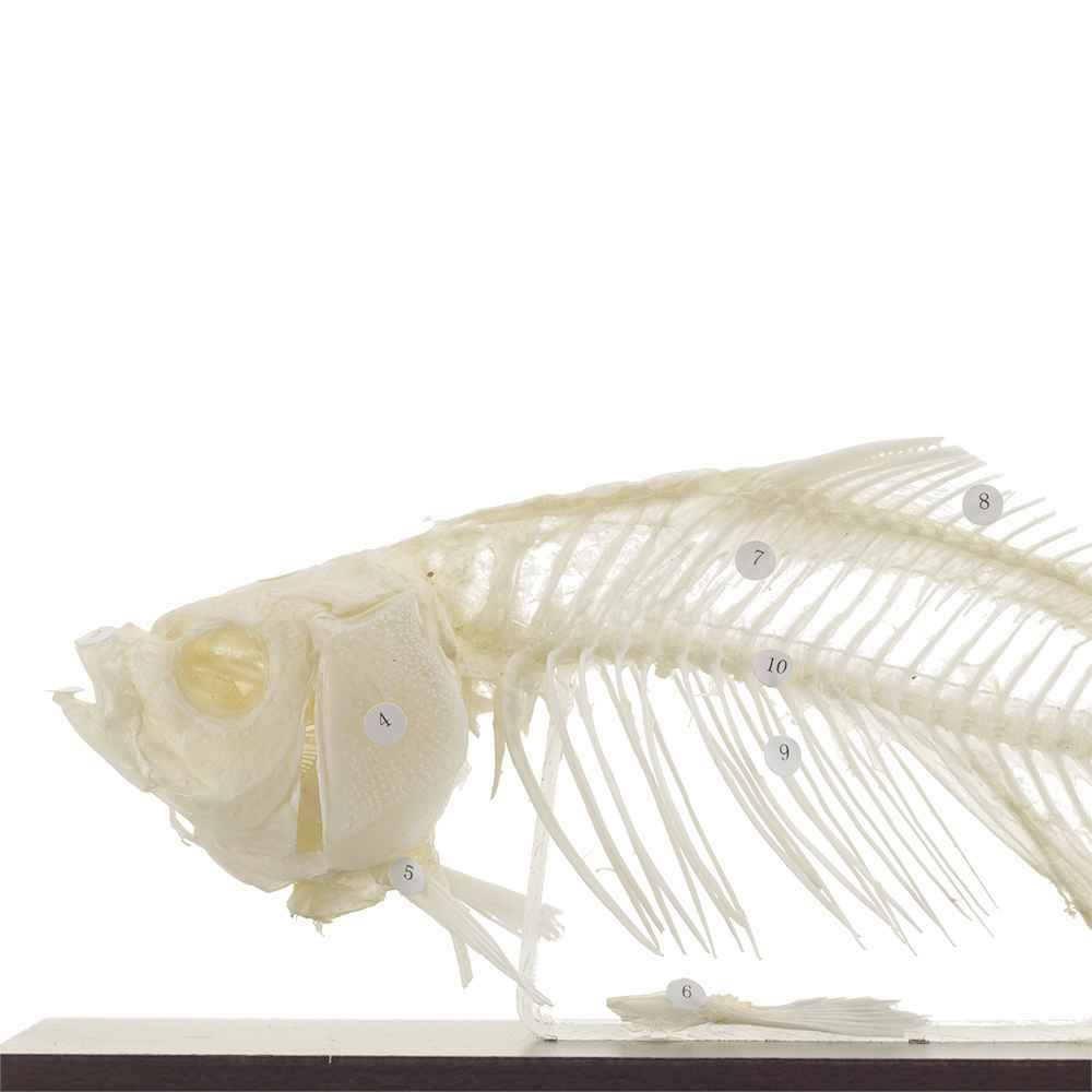 Fish Skeleton Specimen
