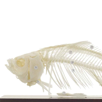 Fish Skeleton Specimen