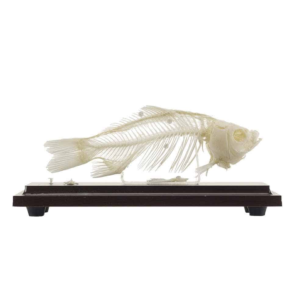 Fish Skeleton Specimen