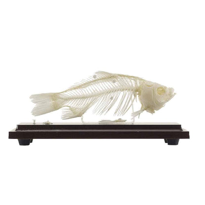 Fish Skeleton Specimen