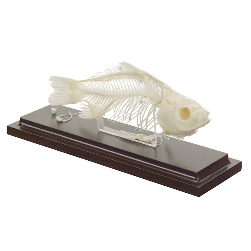 Fish Skeleton Specimen
