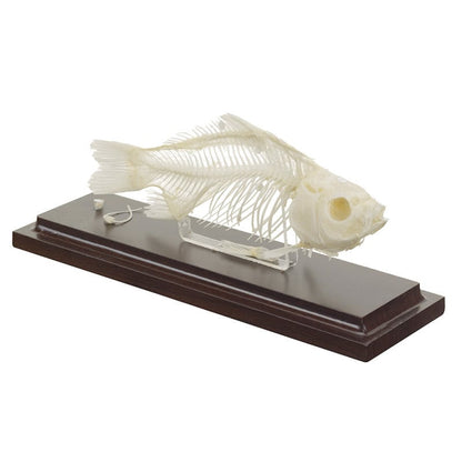 Fish Skeleton Specimen