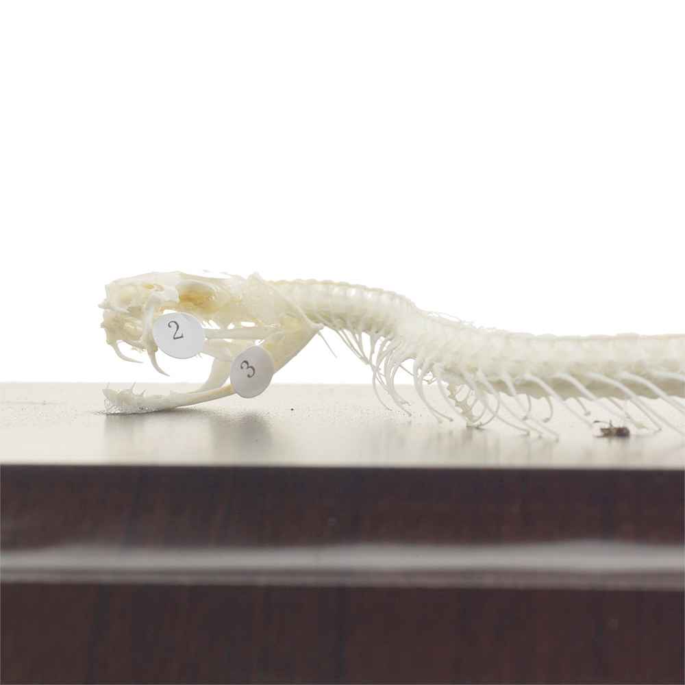 Snake Skeleton Specimen