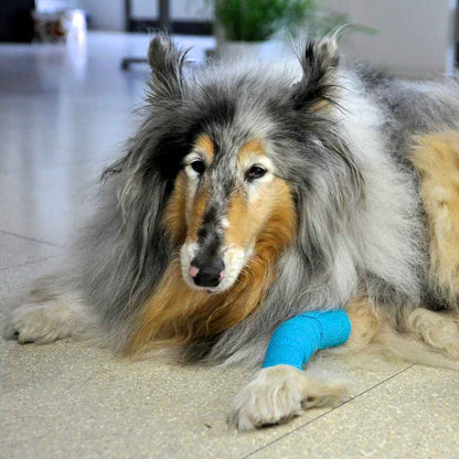 Cohesive Elastic Bandages 7.5 cm