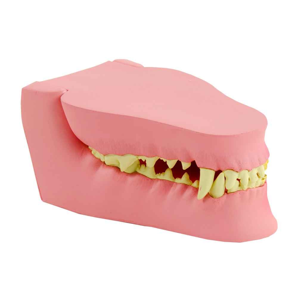 Large Dog Jaw