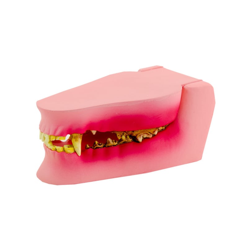 Large Dog Jaw