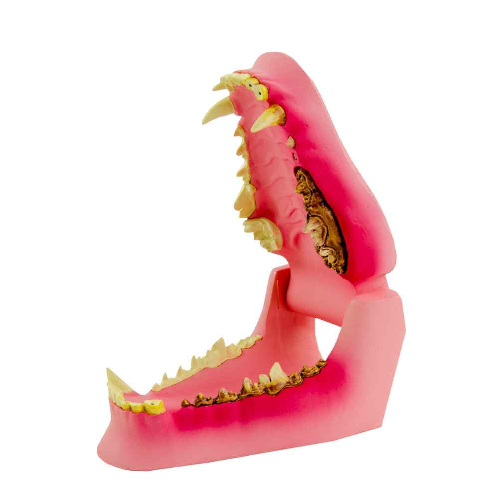 Large Dog Jaw