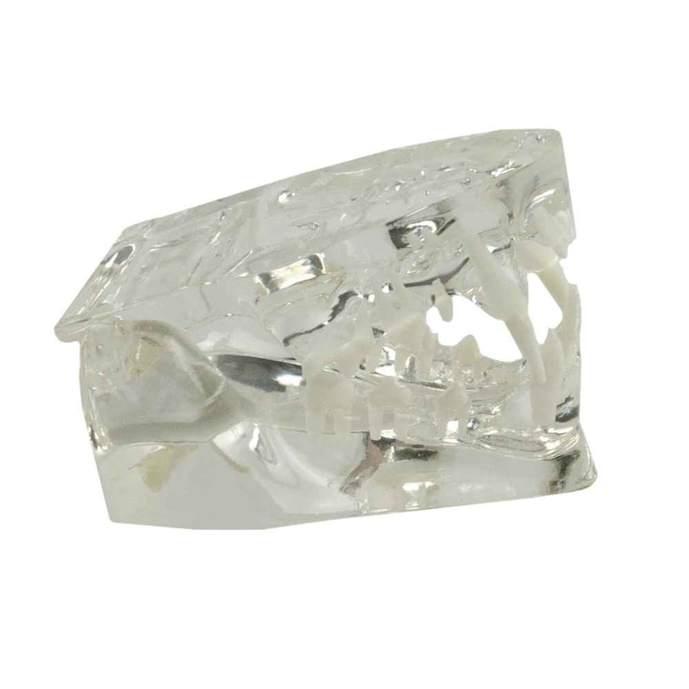 Transparent Cat Jaw