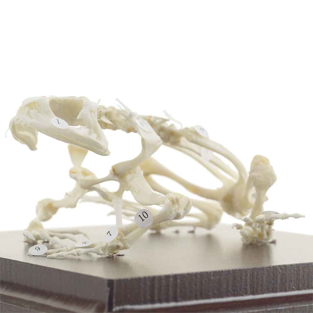 Frog Skeleton Specimen