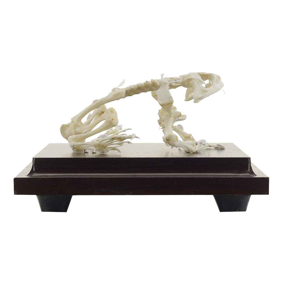 Frog Skeleton Specimen