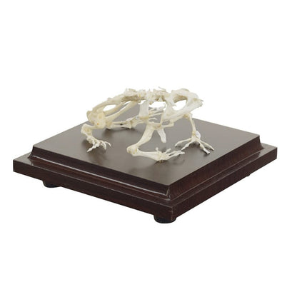 Frog Skeleton Specimen
