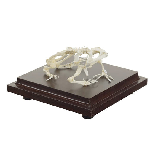 Frog Skeleton Specimen