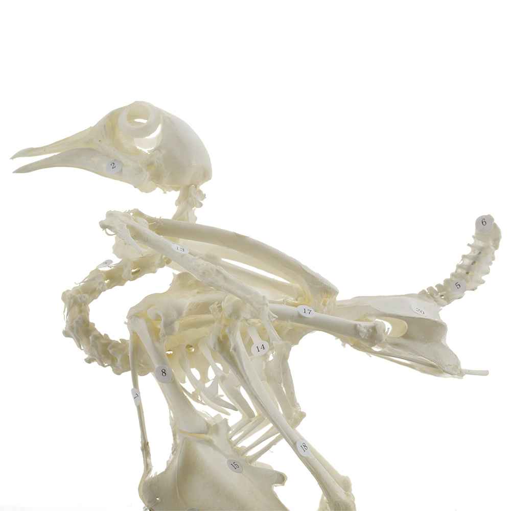 Pigeon Skeleton Specimen