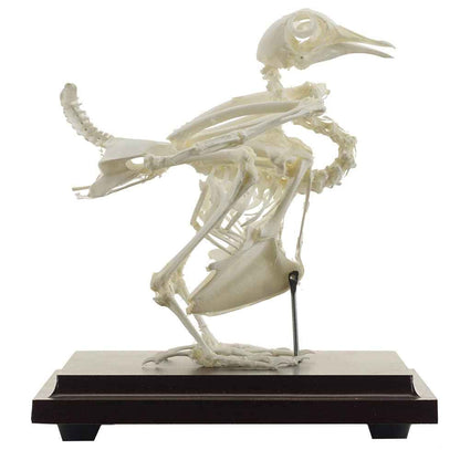 Pigeon Skeleton Specimen