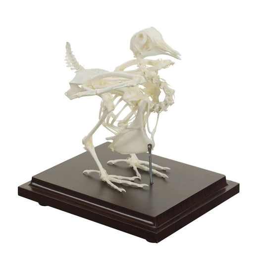 Pigeon Skeleton Specimen