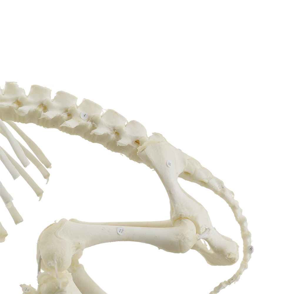 Sheep Skeleton Specimen