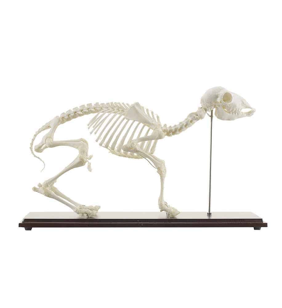 Sheep Skeleton Specimen