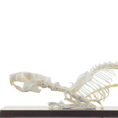 Rat Skeleton Specimen