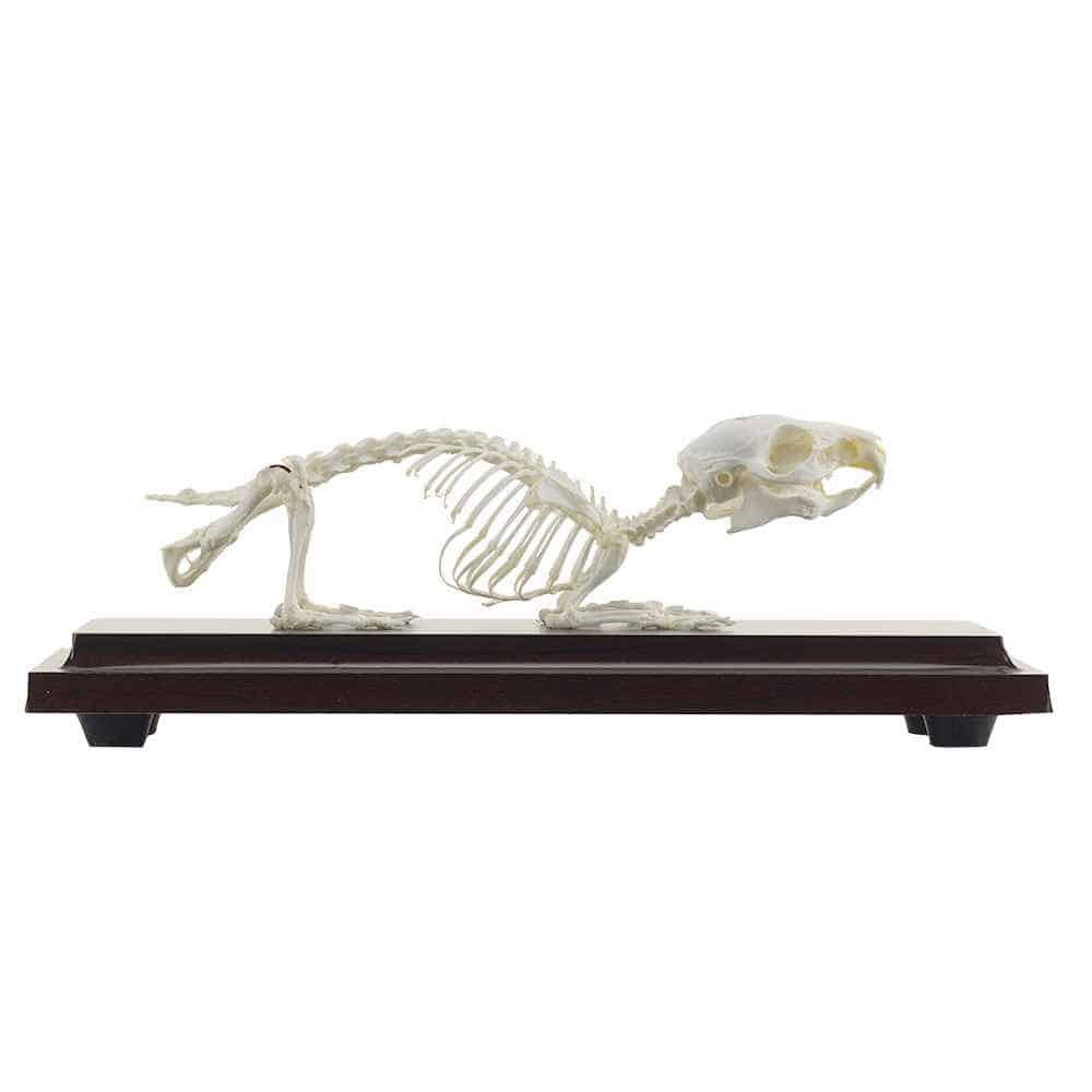 Guinea Pig Skeleton Specimen