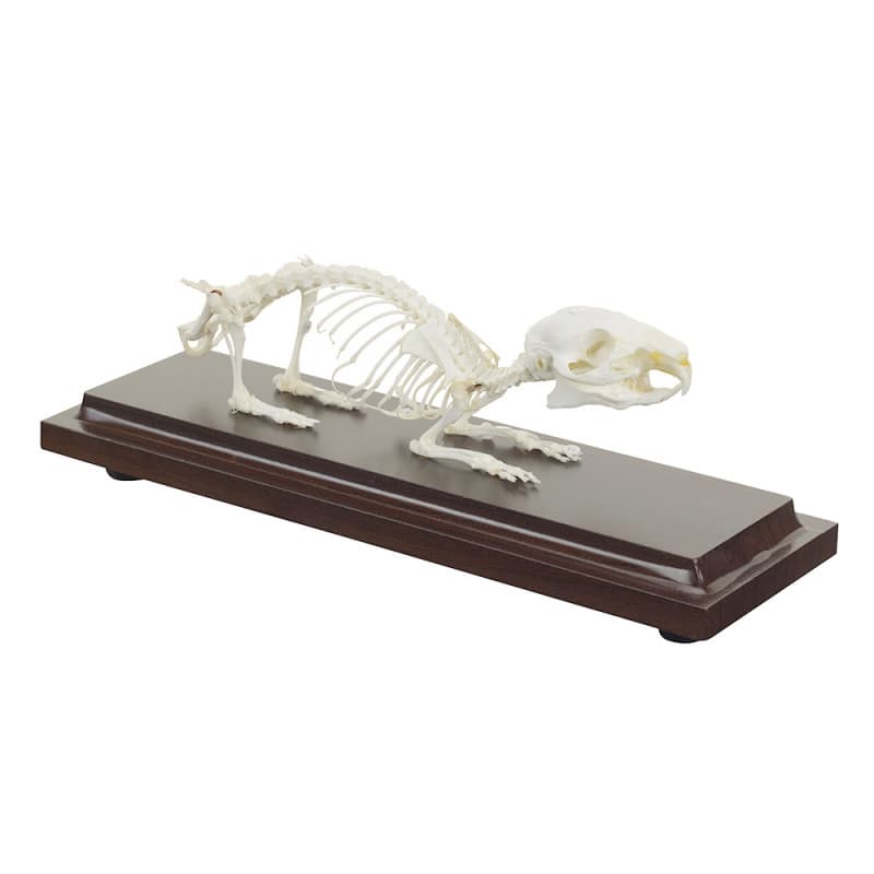 Guinea Pig Skeleton Specimen