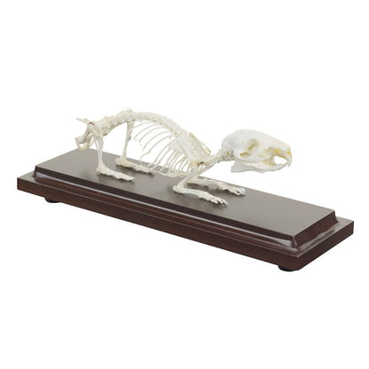 Guinea Pig Skeleton Specimen
