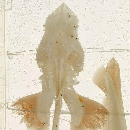 Shark Skeleton Specimen