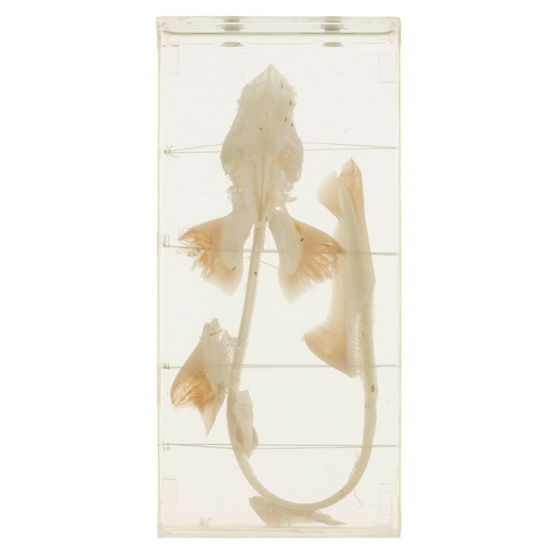 Shark Skeleton Specimen