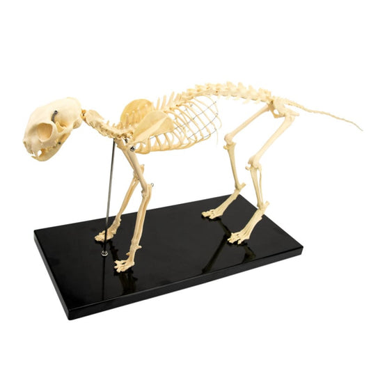 Cat Skeleton Model, disassemblable