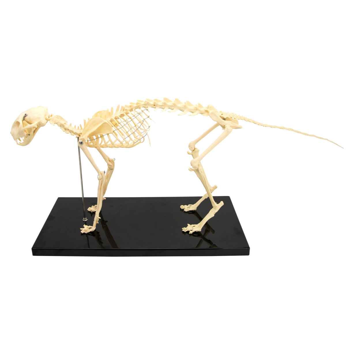 Cat Skeleton Model, disassemblable