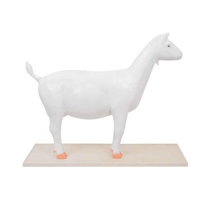 Disassemblable Goat Model