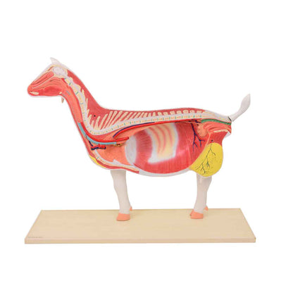 Disassemblable Goat Model