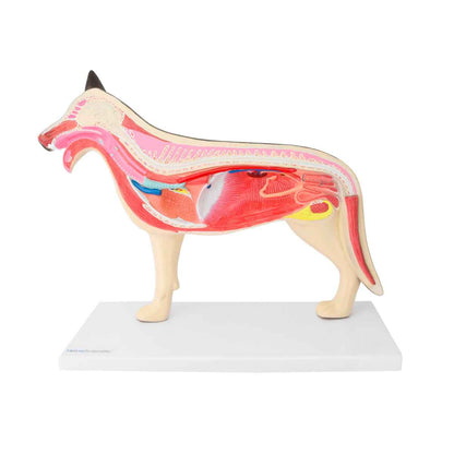 Disassemblable Canine Model