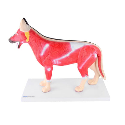 Disassemblable Canine Model
