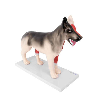 Disassemblable Canine Model