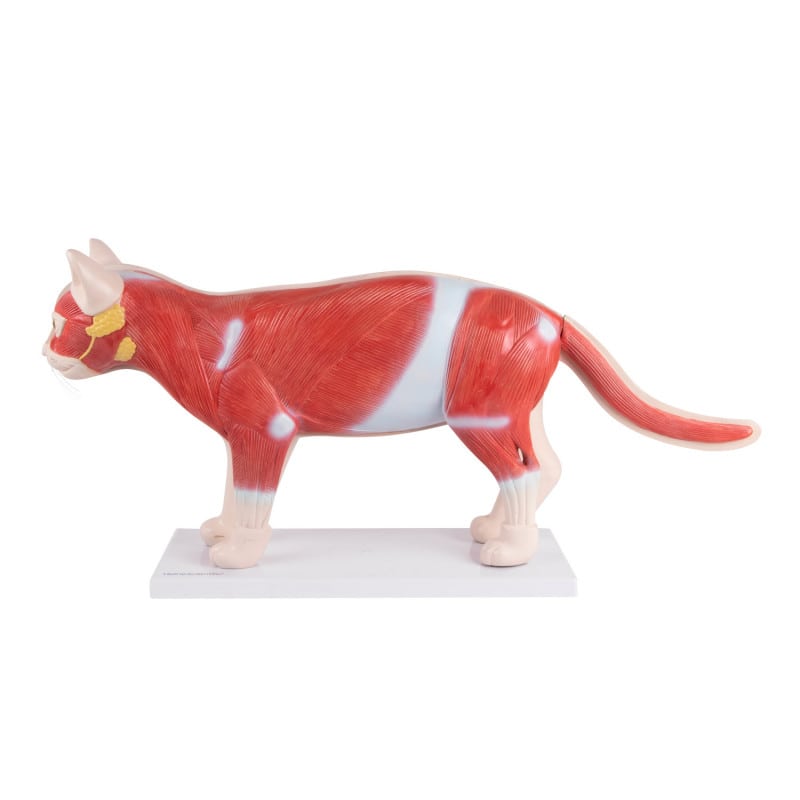 Disassemblable Model "Cat"