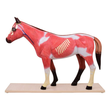 Disassemblable Horse Model