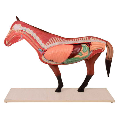 Disassemblable Horse Model