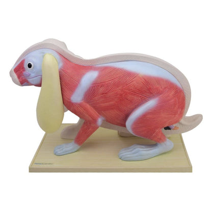 Disassemblable Rabbit Model