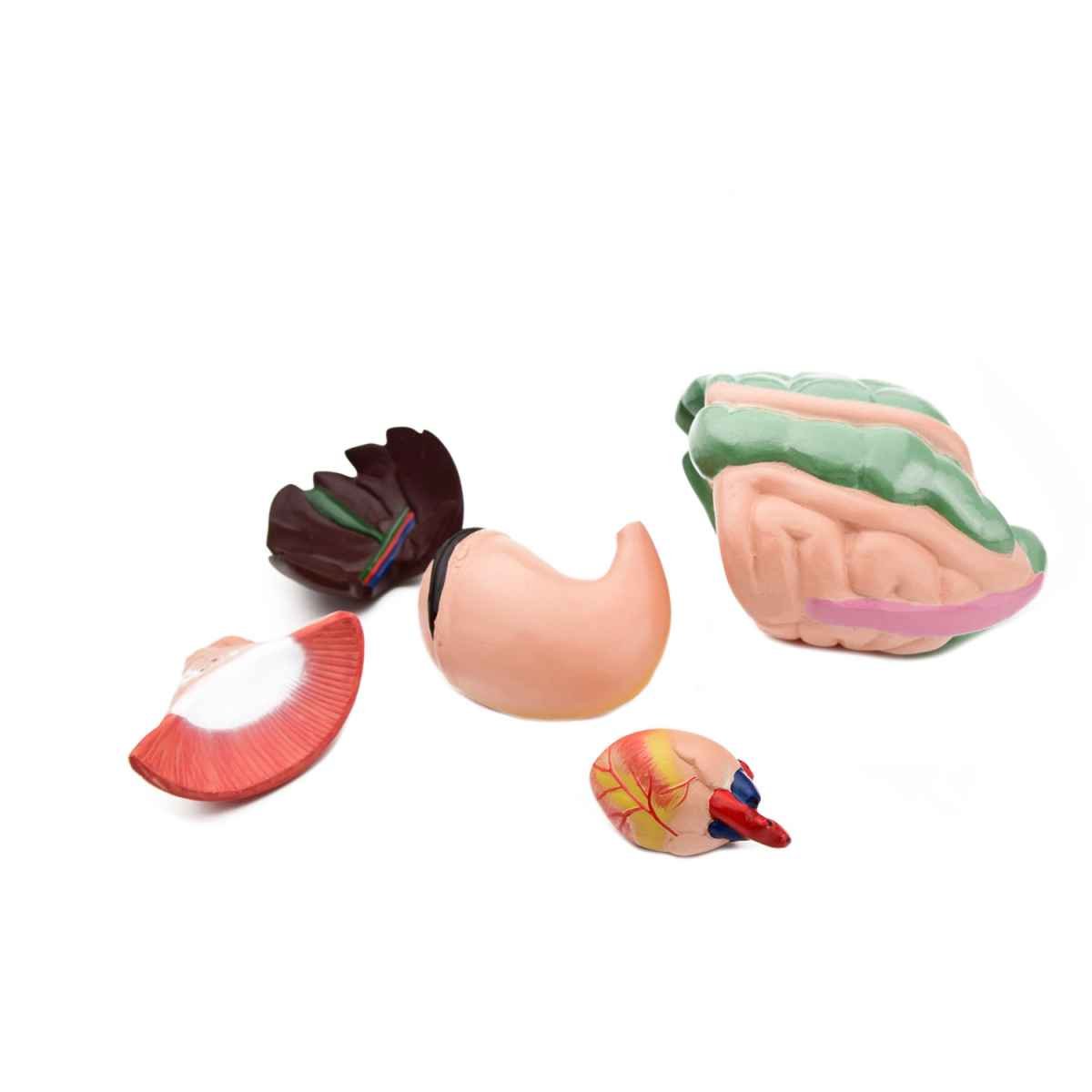 Disassemblable Rabbit Model