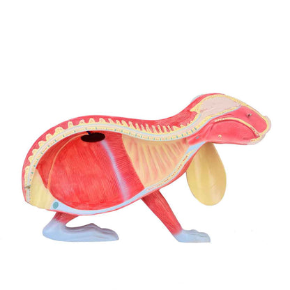 Disassemblable Rabbit Model