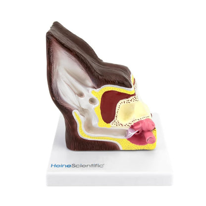 Dog Ear Model, two-sided