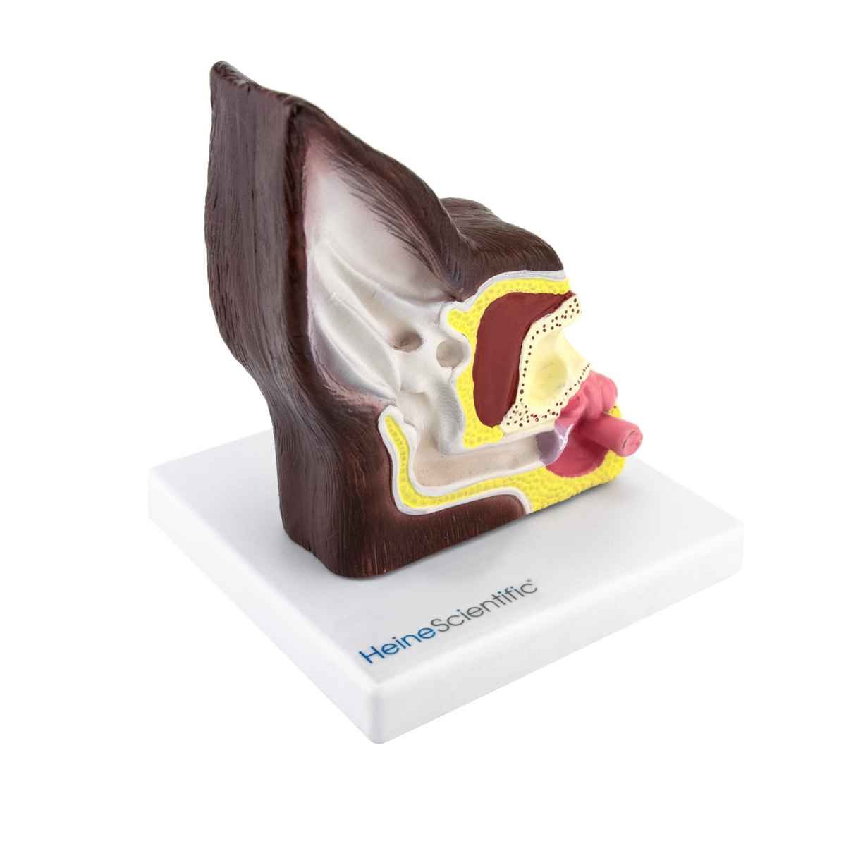 Dog Ear Model, two-sided