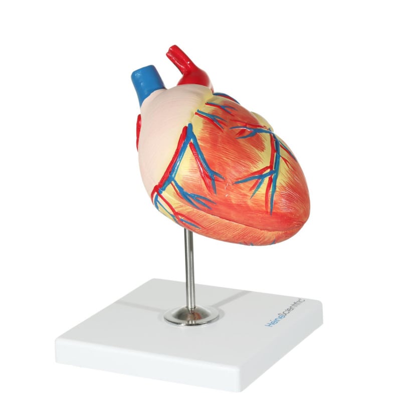 Canine Heart Model